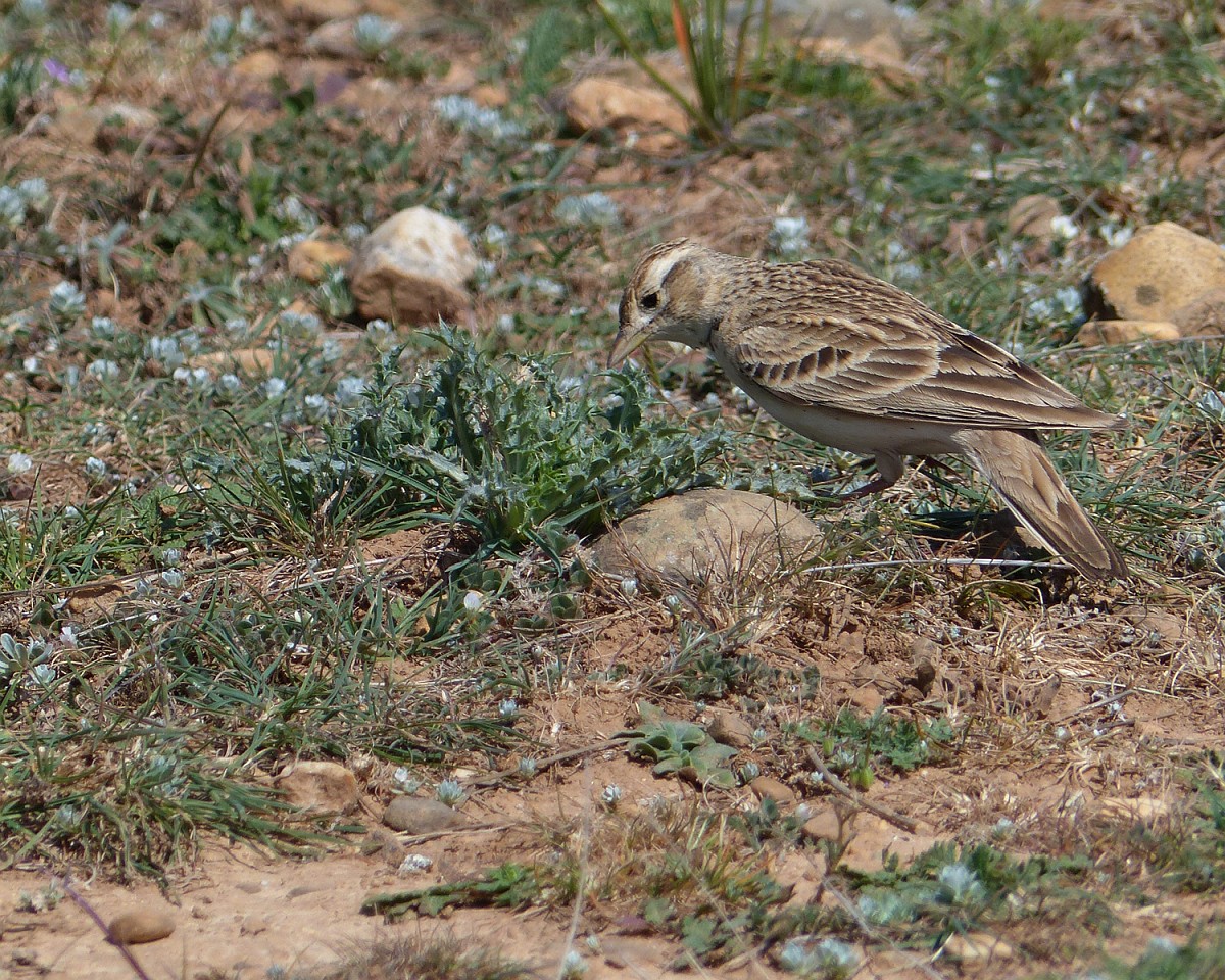 Calandrella brachydactyla, Shorttoed Lark